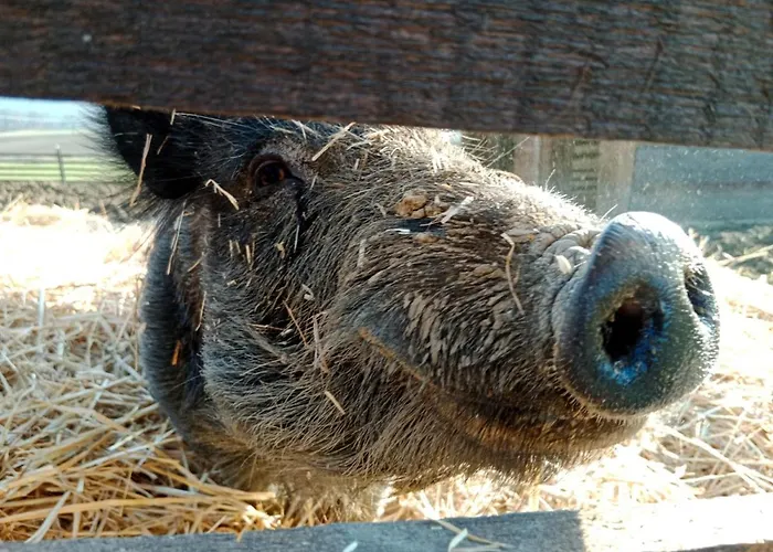 Max & Lory Oda ve Kahvaltı Neviano degli Arduini